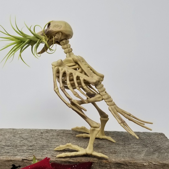 Home Grown Air Plant in a Skeleton Bird Super Cool - Picture 5 of 8